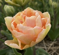 Tulipan Charming Lady 